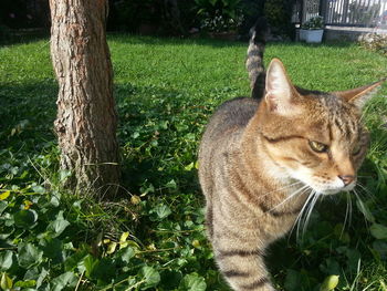 Cat on grass