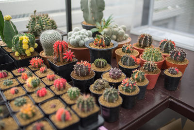 High angle view of potted plants for sale