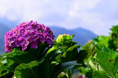 Close-up of pink flowering plant