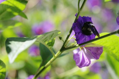 Close-up of insect on purple flower