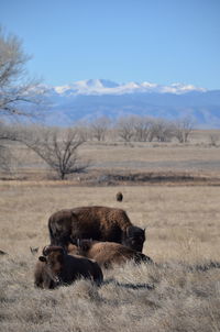Bison on field against sky