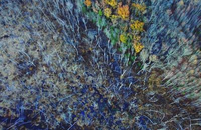 Full frame shot of tree