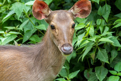 Close-up of deer