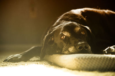 Close-up portrait of dog relaxing