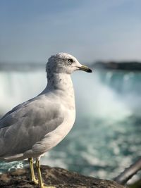 Close-up of seagull perching on beach