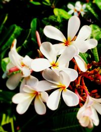 Close-up of white flowers blooming outdoors