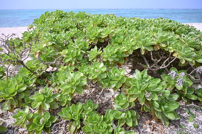 High angle view of plants growing on beach
