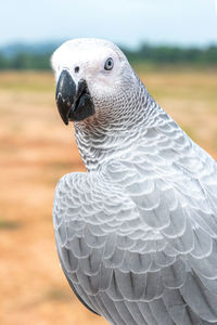 Close-up of a bird