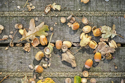 Acorns on a wooden floor in autumn