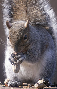 Close-up of squirrel