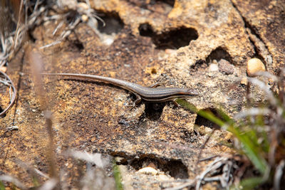 Close-up of lizard on rock