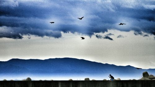 Bird flying over sea