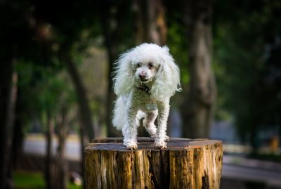 Dog on tree stump