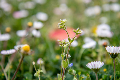 Close-up of flowering plants on field