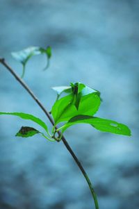 Close-up of plant growing outdoors