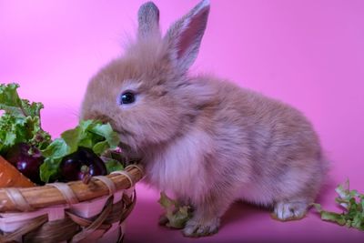 Close-up of a rabbit in basket