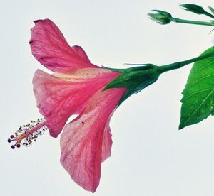 Close-up of pink flower against sky