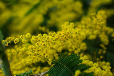 Close-up of yellow leaves on plant