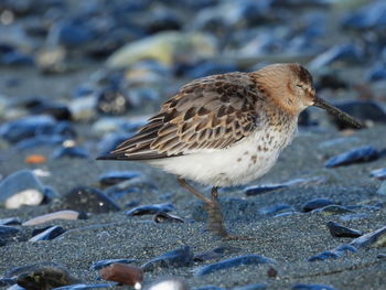 sandpiper