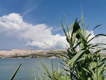 Plants by sea against sky