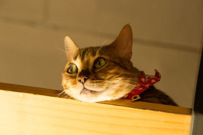 Close-up portrait of a cat