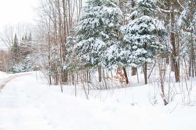 Bare trees on snow covered landscape