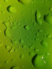 Full frame shot of leaf