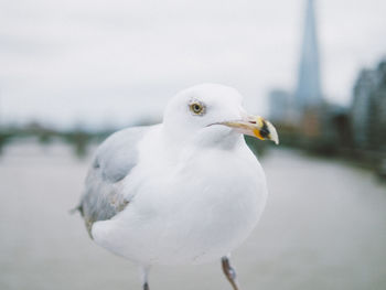 Close-up of bird perching outdoors