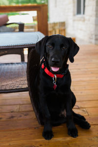 Portrait of black dog sitting on hardwood floor