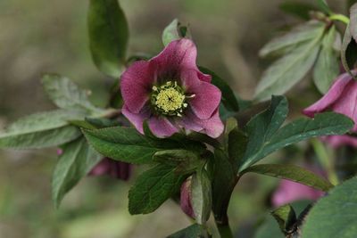 Close-up of pink rose flower