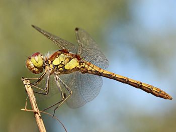 Close-up of insect perching on leaf