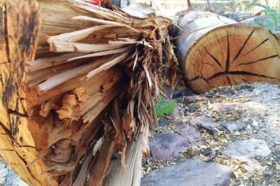 Close-up of log on log