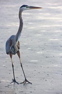 Close-up of gray heron perching on pole