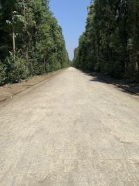 Surface level of empty road along trees