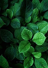 Fashion green leaves decoration