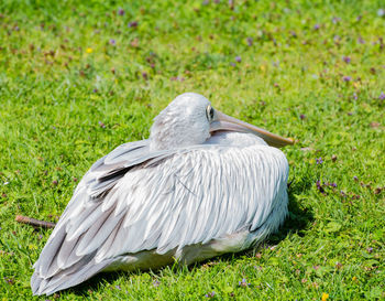 Close-up of pelican perching on grassy field
