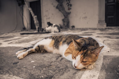 Cat sleeping on ground