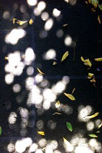 Close-up of leaves