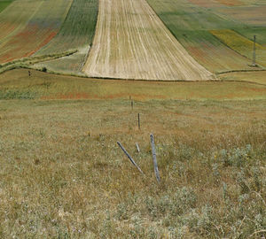 Scenic view of agricultural field