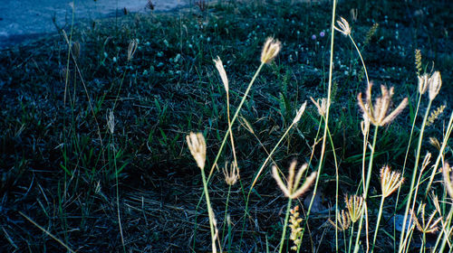 Close-up of plants growing on field