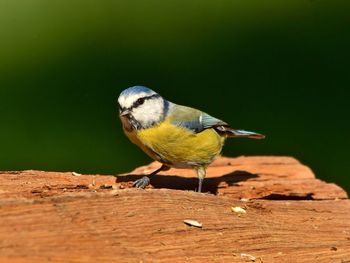 Close-up of great tit perching on wood