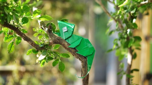 Close-up of chameleon origami