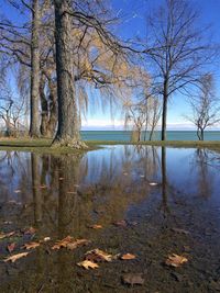 Bare tree by lake against sky