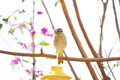 Low angle view of bird perching on branch