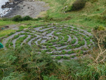 High angle view of plants on field