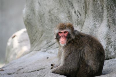 Japanese macaque sitting on rock