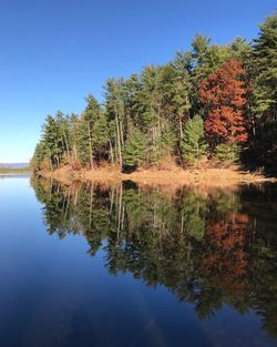 Reflection of trees in lake against clear blue sky