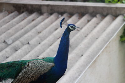 Close-up of peacock
