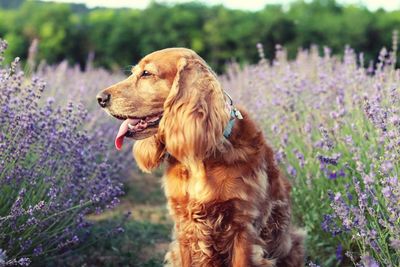 Close-up of dog on field