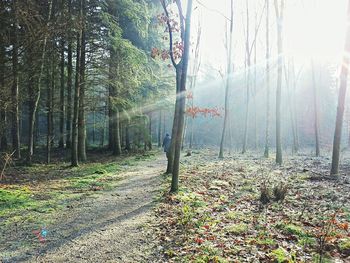 Trees in forest